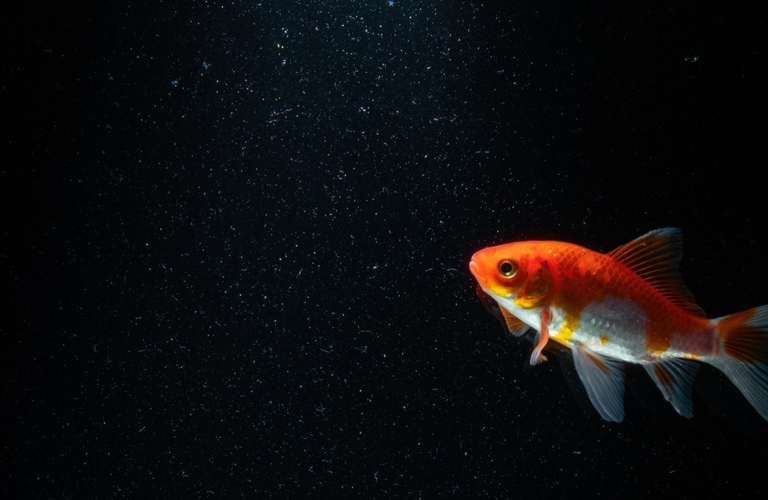 華やかに金魚が泳ぐおしゃれなアイテムを販売 | ハンドメイドのアクセサリーならetowanetto